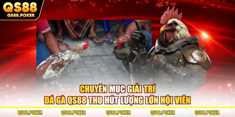 Chuyên mục giải trí đá gà QS88 thu hút lượng lớn hội viên