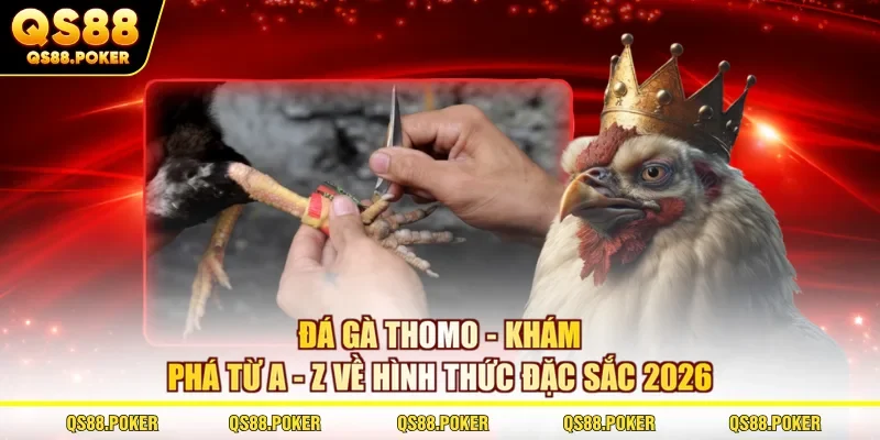 Đá Gà Thomo - Khám Phá Từ A - Z Về Hình Thức Đặc Sắc 2026