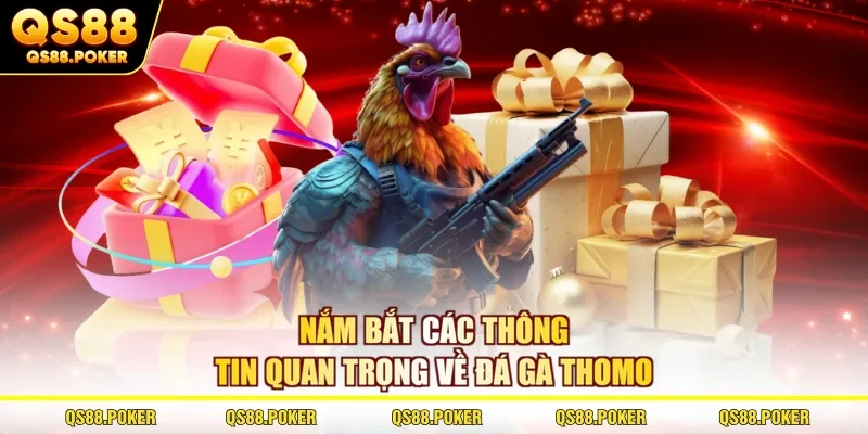 Nắm bắt các thông tin quan trọng về đá gà Thomo