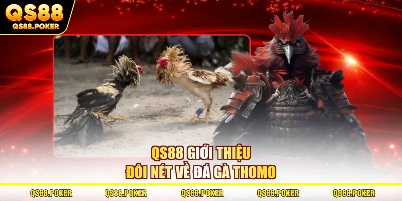 QS88 giới thiệu đôi nét về đá gà Thomo